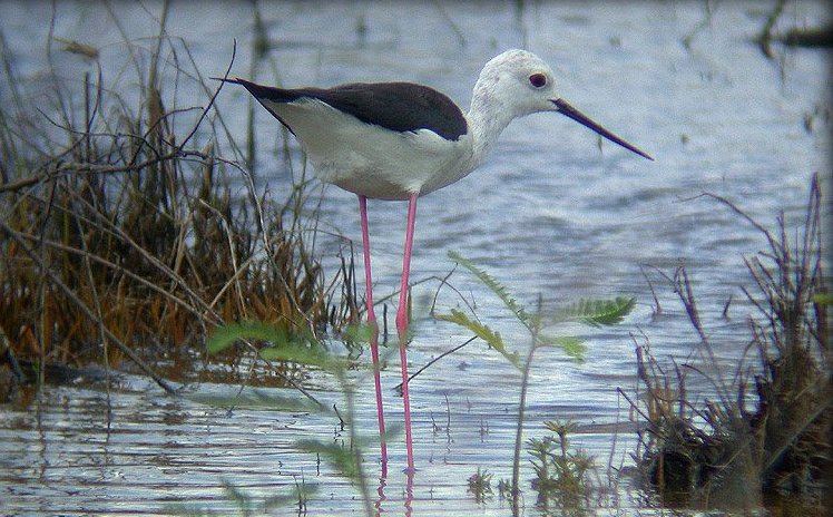 高蹺[行鳥] Black-Winged Stilt