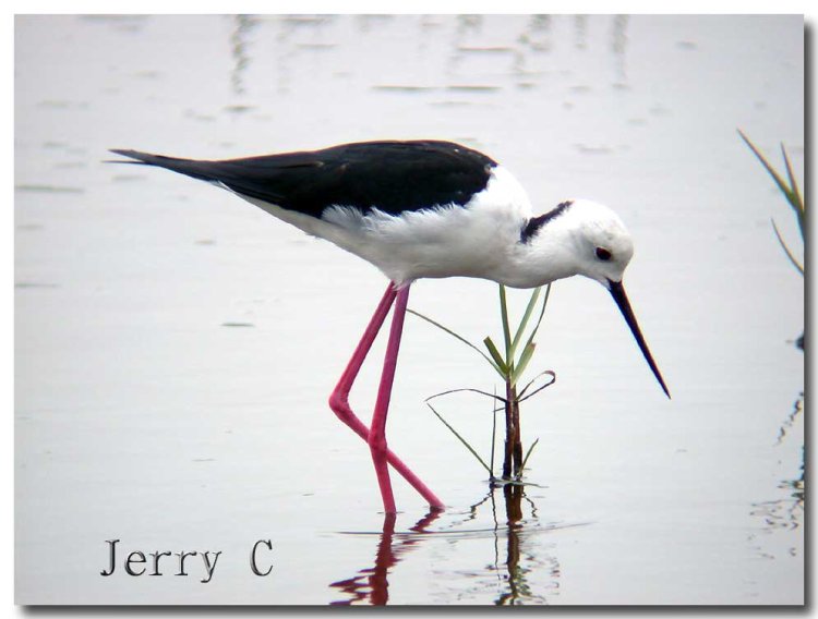 高蹺[行鳥] Black-Winged Stilt