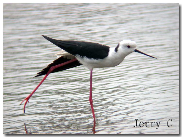 高蹺[行鳥] Black-Winged Stilt