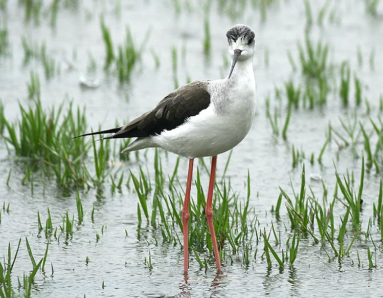 高蹺[行鳥] Black-Winged Stilt