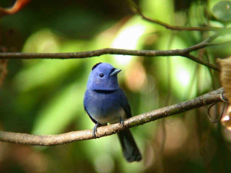 黑枕藍鶲 Black-noped Blue Monarch