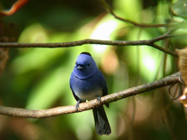 黑枕藍鶲 Black-noped Blue Monarch