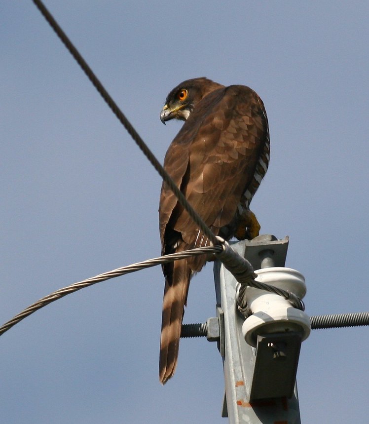 鳳　頭　蒼　鷹 Crested Goshawk