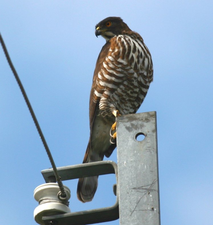 鳳　頭　蒼　鷹 Crested Goshawk