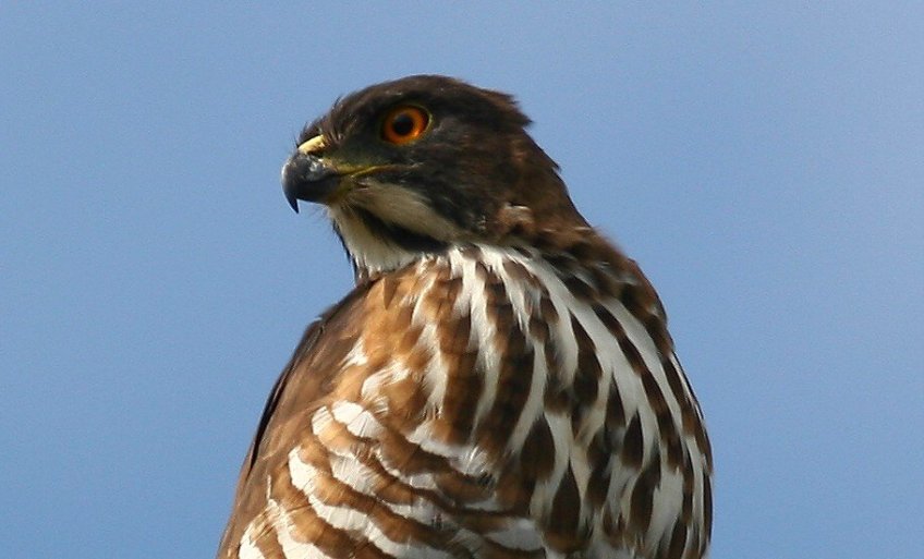 鳳　頭　蒼　鷹 Crested Goshawk