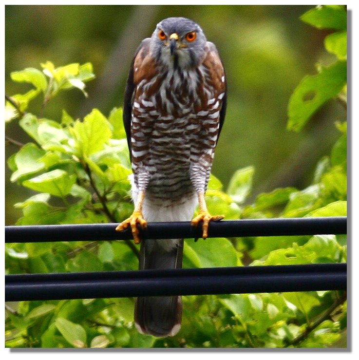 鳳　頭　蒼　鷹 Crested Goshawk