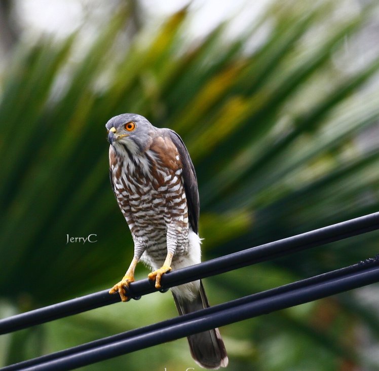 鳳　頭　蒼　鷹 Crested Goshawk