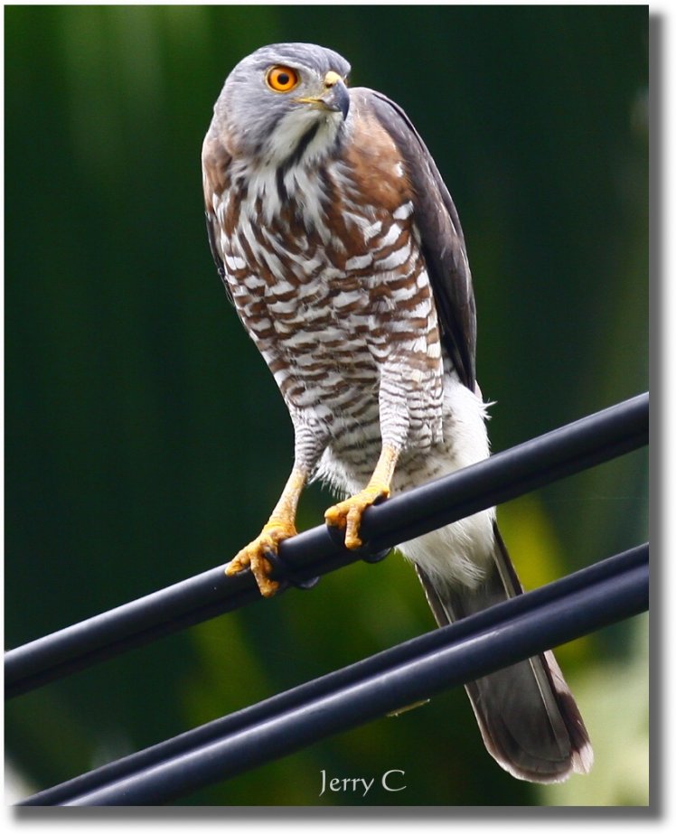 鳳　頭　蒼　鷹 Crested Goshawk