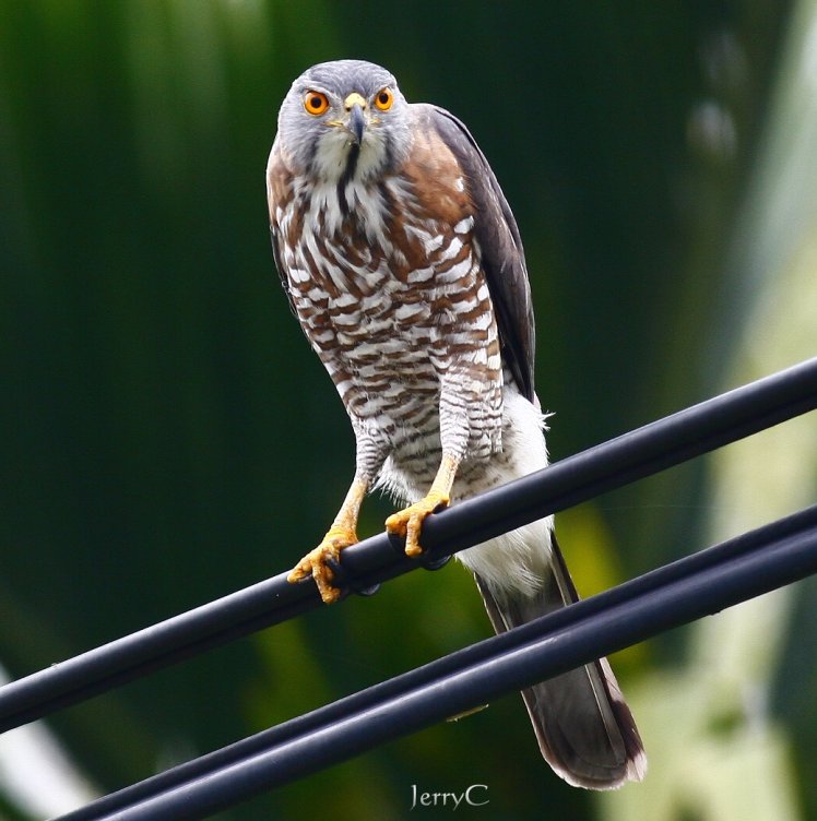 鳳　頭　蒼　鷹 Crested Goshawk