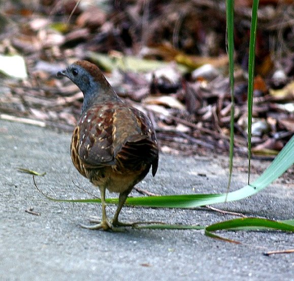 台灣竹雞  Formosan Bamboo Portridge