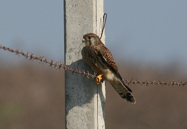 紅隼　Ｃommon Kestre