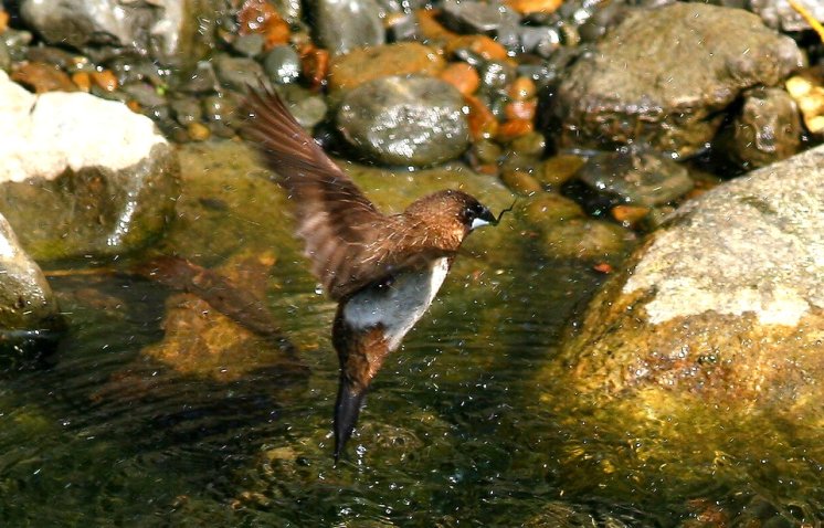 班文鳥