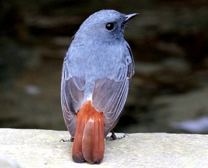 鉛色水鶇　Plumbeous Water Redstart