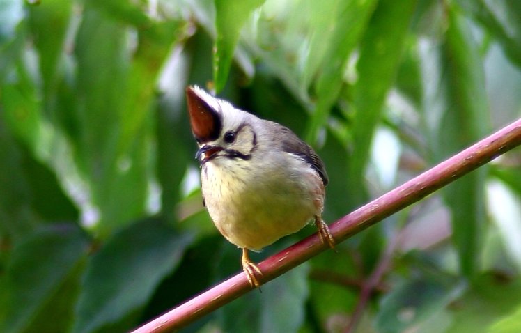 冠　羽　畫　眉　Formosan Yuhina