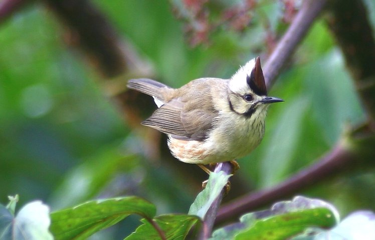 冠　羽　畫　眉　Formosan Yuhina