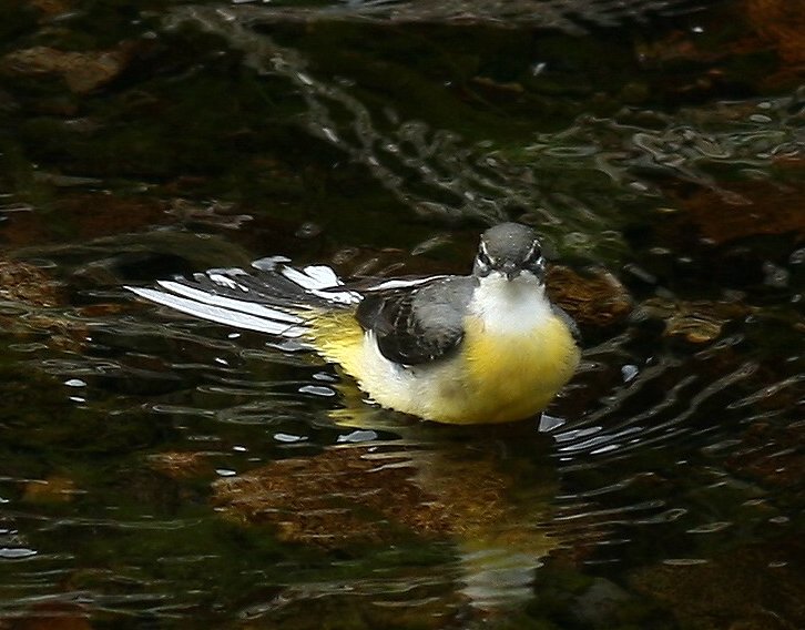 Grey Wagtail 灰鶺鴒