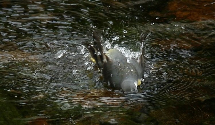 Grey Wagtail 灰鶺鴒戲水