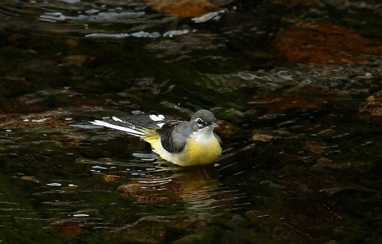 Grey Wagtail 灰鶺鴒戲水