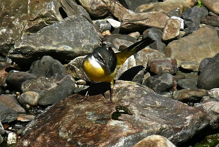 Grey Wagtail 灰鶺鴒