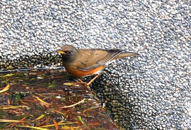 赤　腹　鶇　Brown Thrush