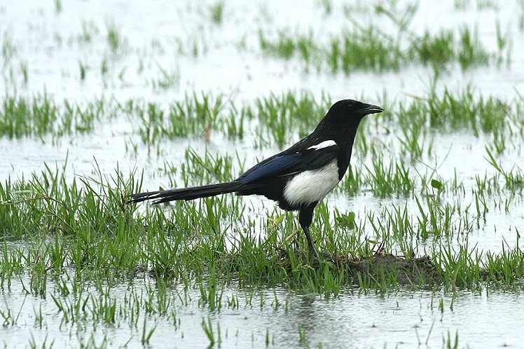 喜 鵲  Magpie