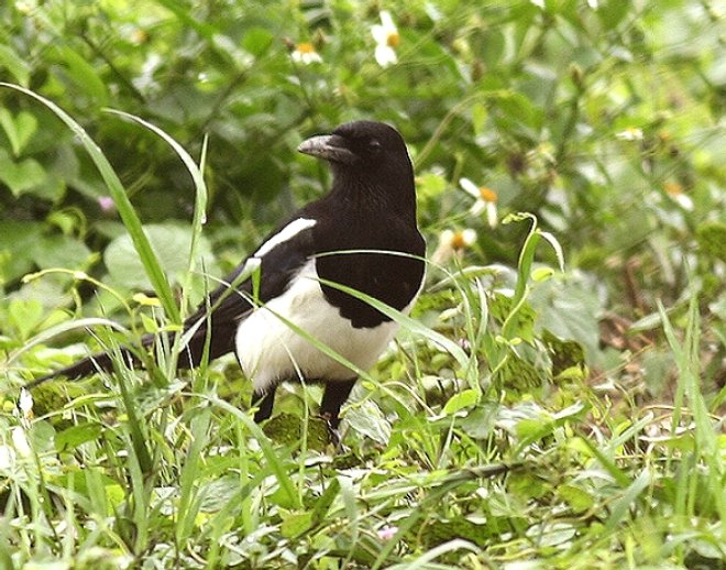 喜 鵲  Magpie