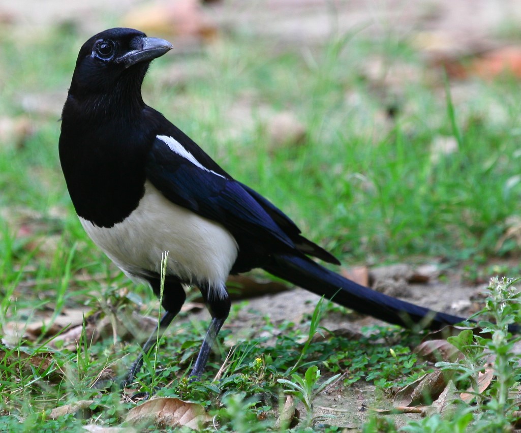 喜 鵲  Magpie