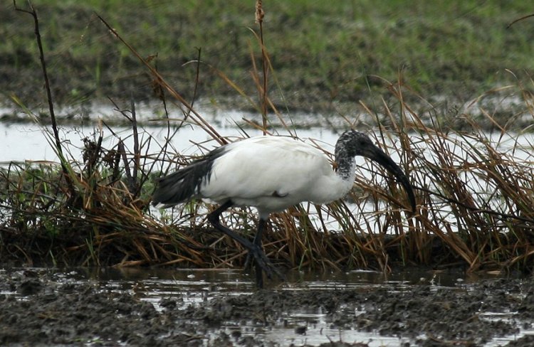 埃及聖環 Sacred Ibis