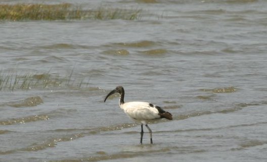 埃及聖環 Sacred Ibis