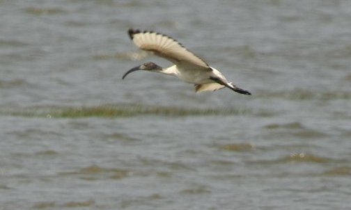 埃及聖環 Sacred Ibis