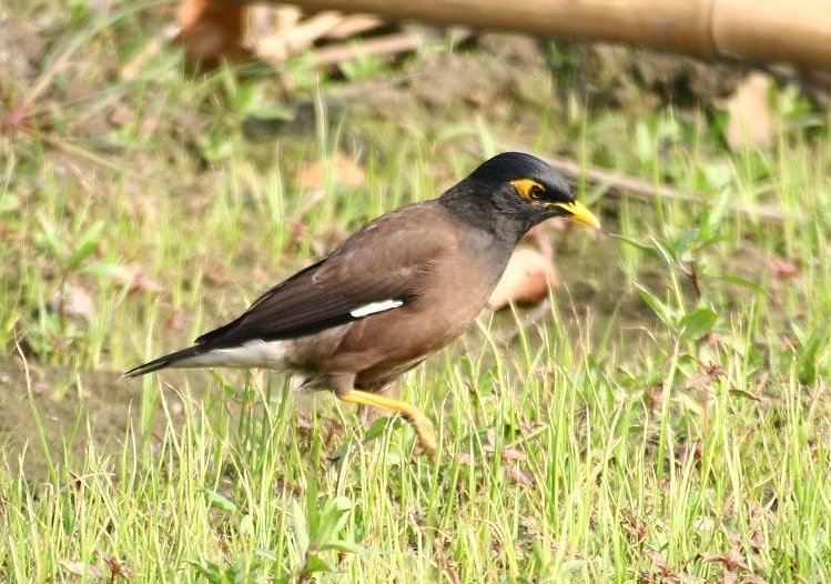 八 哥   Crested Myna 河洛: 加令