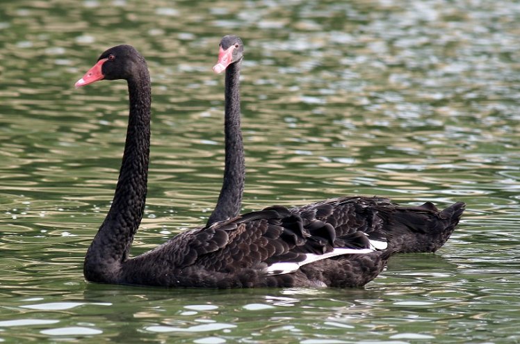 黑　天　鵝　Swan