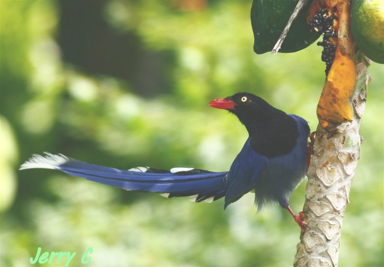 台灣藍鵲 Taiwan Blue Magpie