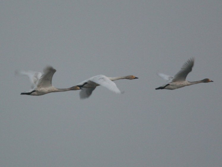 鵠 　(小天鵝） Tundra Swan 