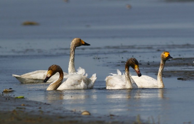 鵠 　(小天鵝） Tundra Swan 