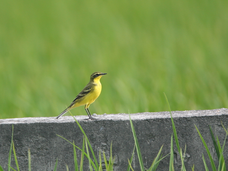 黃鶺鴒 Yellow Wagtail