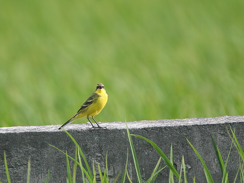 黃鶺鴒 Yellow Wagtail