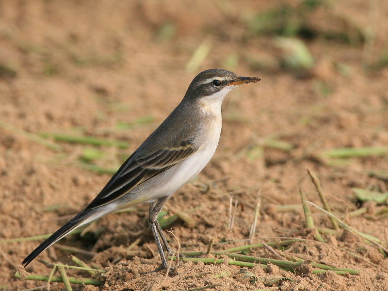 白眉黃鶺鴒(冬羽)　Yellow Wagtail