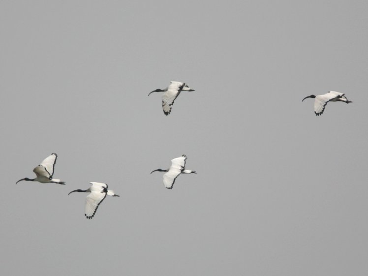 埃及聖環  Sacred Ibis