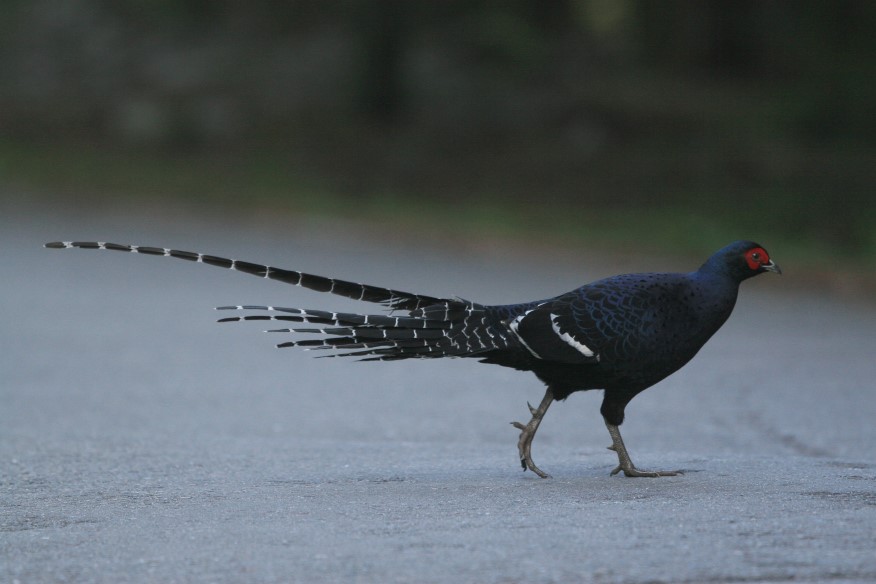 黑長尾雉(帝雉) Mikado Pheasant