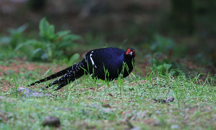 黑長尾雉(帝雉) Mikado Pheasant 