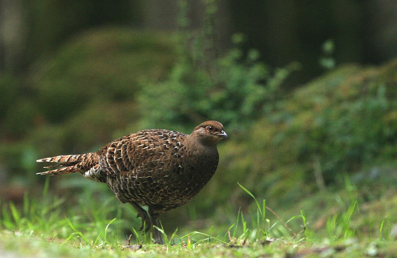 黑長尾雉(雌，帝雉) Mikado Pheasant