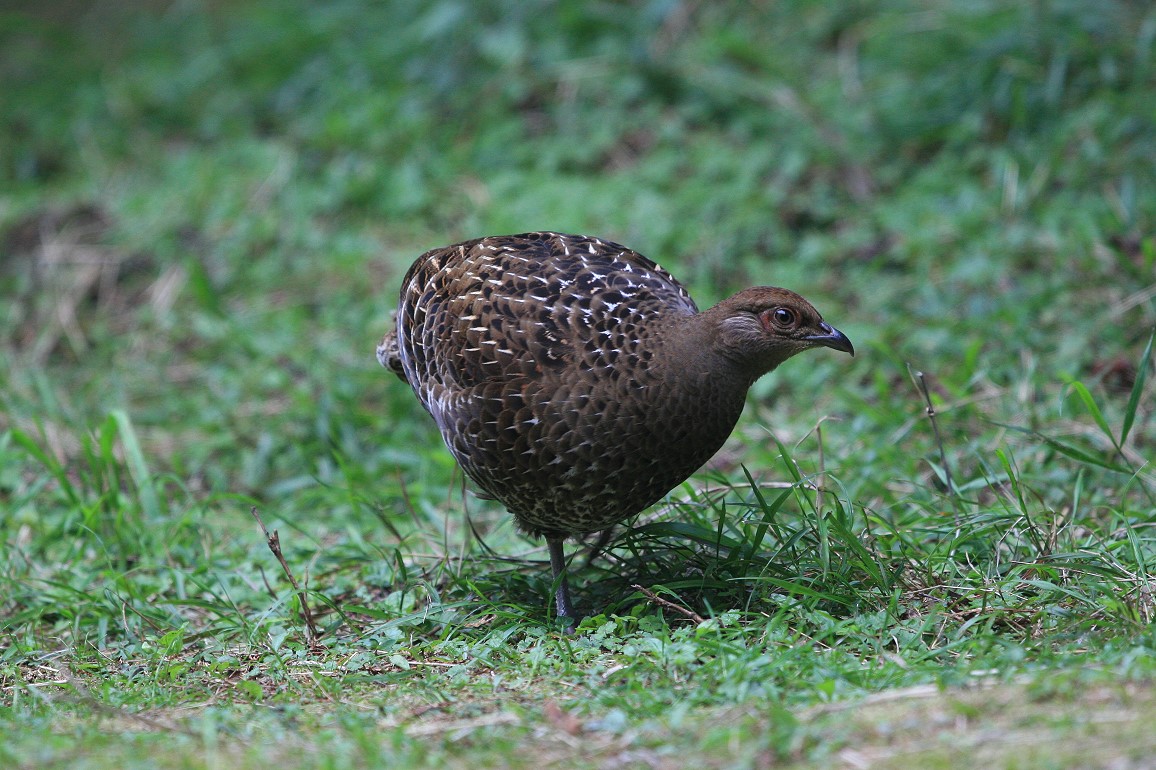 黑長尾雉(雌，帝雉) Mikado Pheasant