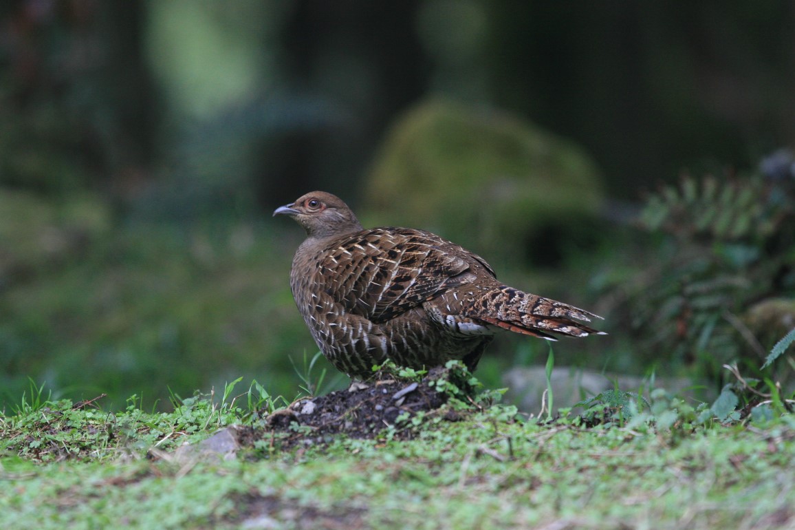 黑長尾雉(雌，帝雉) Mikado Pheasant