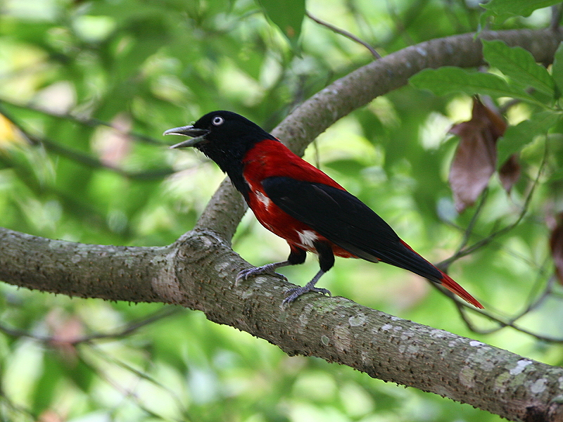 朱　鸝　Maroon Oriole