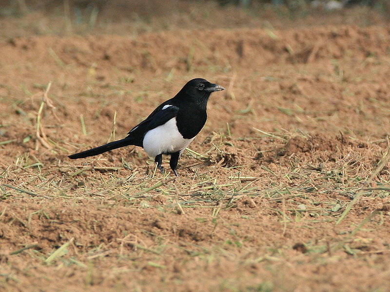 喜 鵲 Magpie