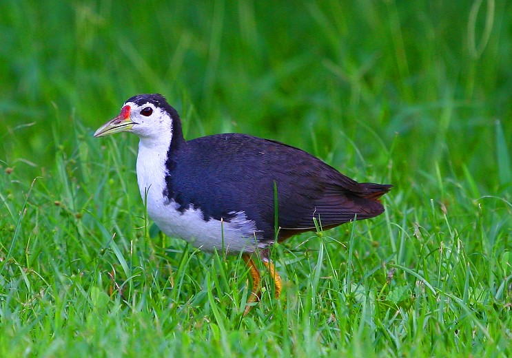 白腹秧雞 White-breasted Water-Hen