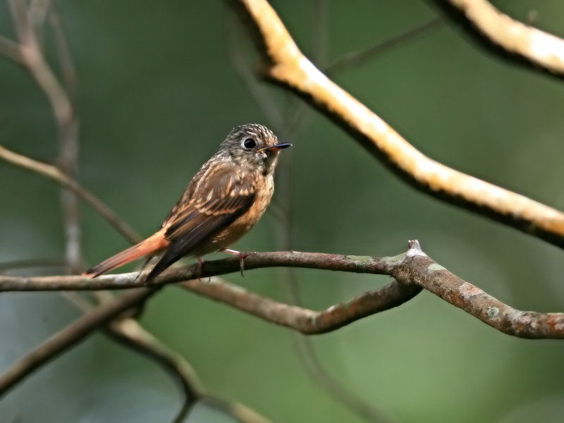 紅尾鶲 Ferruginous Flycatcher