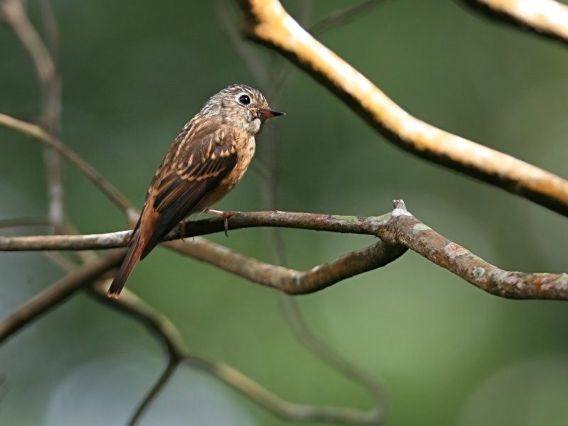 紅尾鶲 Ferruginous Flycatcher