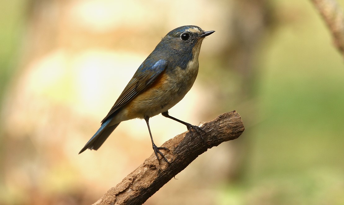 琉璃鶲、青鶲 Siberian Blue-tail